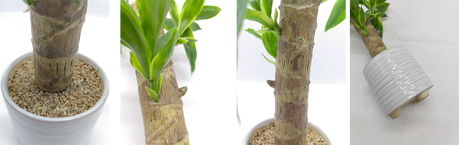 Green Plant In Ceramic Pot