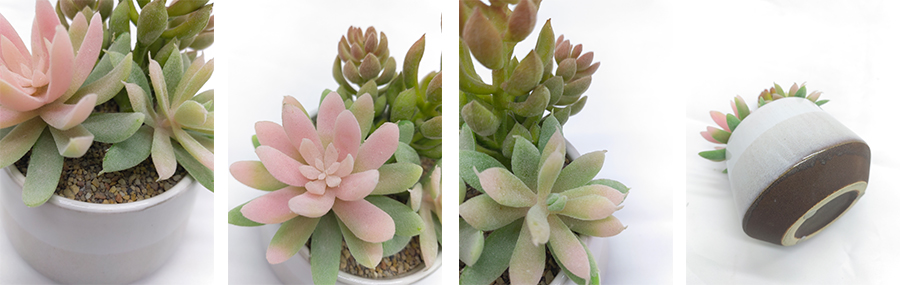 Succulent Garden In Ceramic Pot