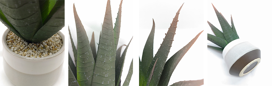 Aloe Vera In Ceramic Pot