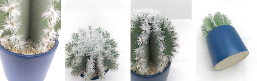 Cactus In Ceramic Pot