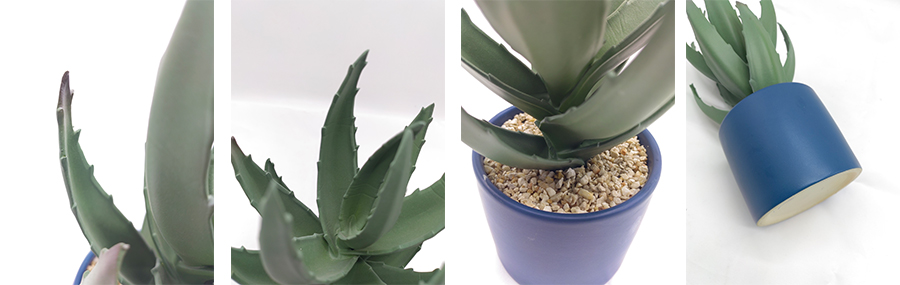 Aloe Vera In Ceramic Pot