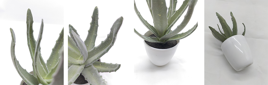 Aloe Vera In Plastic Pot