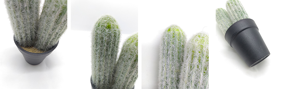 Cactus In Plastic Pot