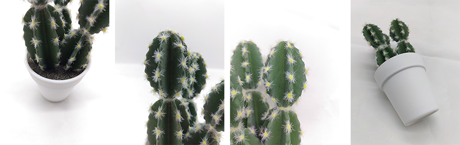 Cactus In Plastic Pot