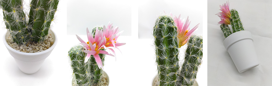 Cactus With Flower In Plastic Pot