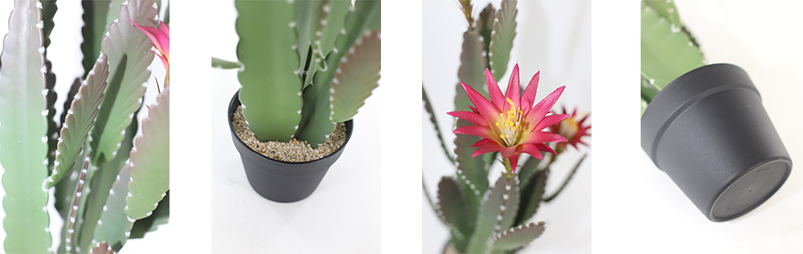 Cactus With Flower In Plastic Pot