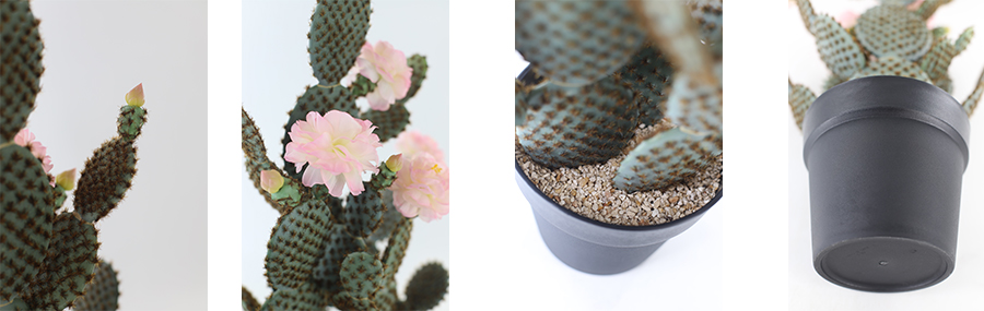 Cactus With Flower In Plastic Pot