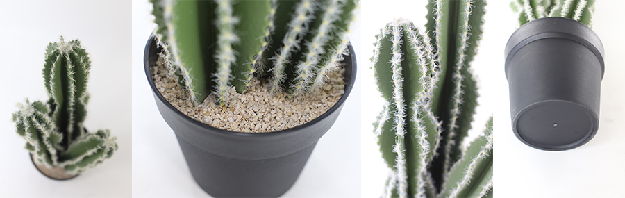 Cactus In Plastic Pot