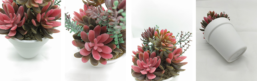 Succulent Garden In Plastic Pot