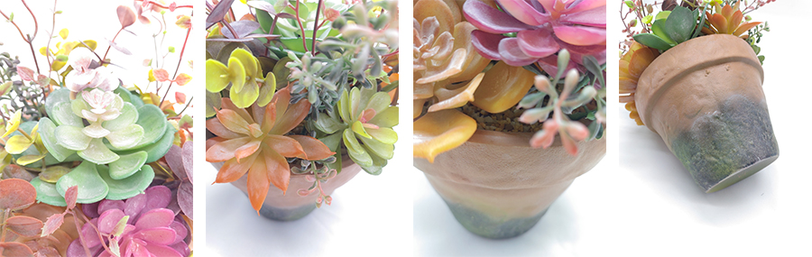 Succulent Garden In Plastic Pot