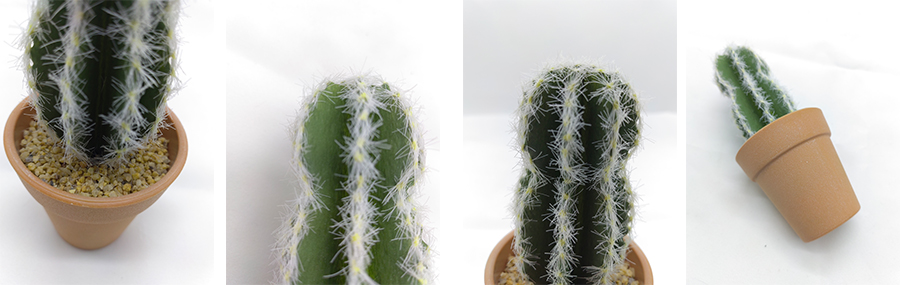 Cactus In Plastic Pot