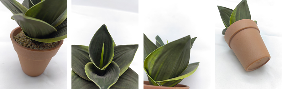 Snake Plant In Plastic Pot