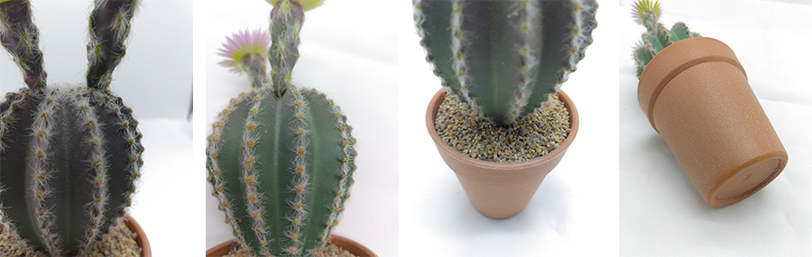 Cactus In Plastic Pot