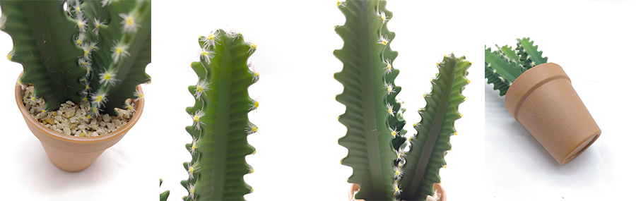 Cactus In Plastic Pot