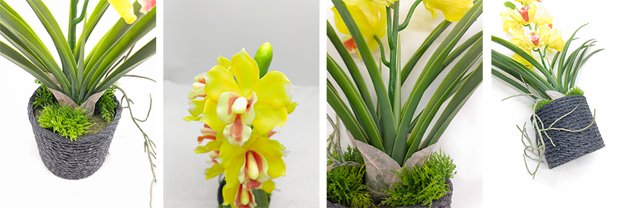 48.5cm Cymbidium in PVC Pot