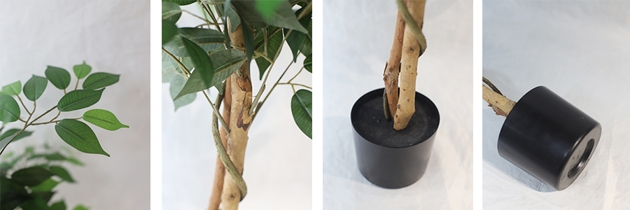 120Cm Ficus Microcarpa In Plastic Pot