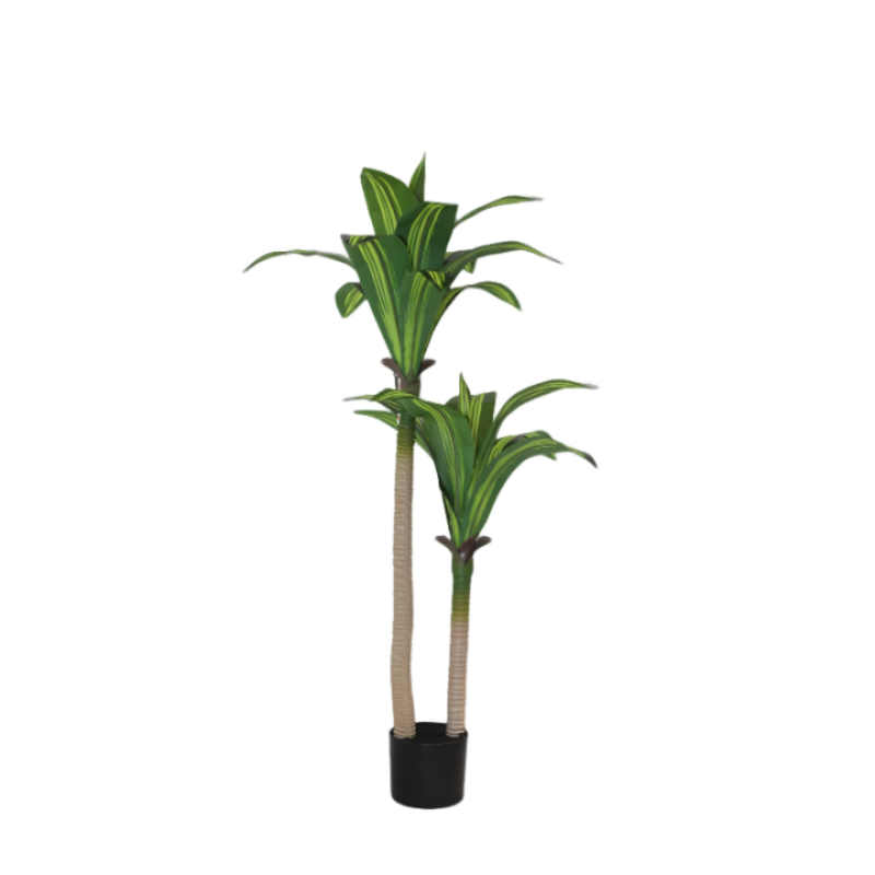 120cm Fruticose Dracaena In Plastic Pot