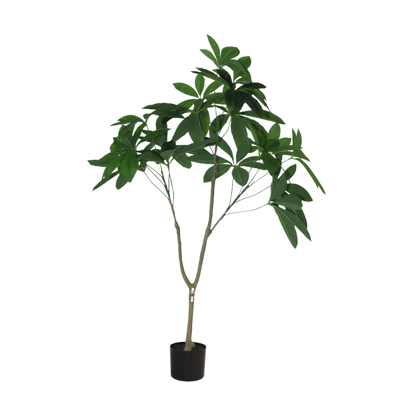 120 cm Pachira Macrocarpa In Plastic Pot