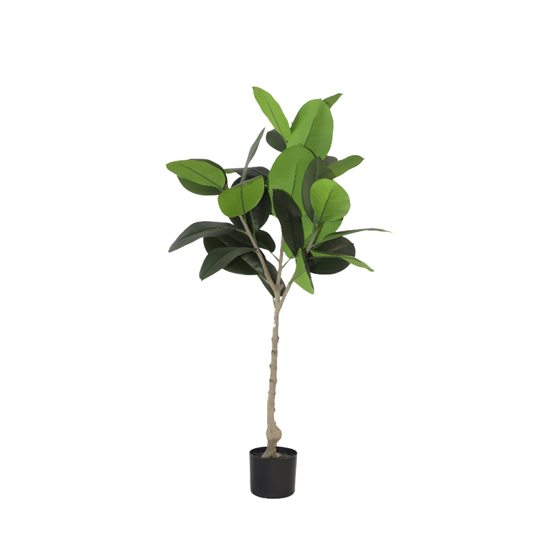 120 cm Hevea Brasiliensis In Plastic Pot