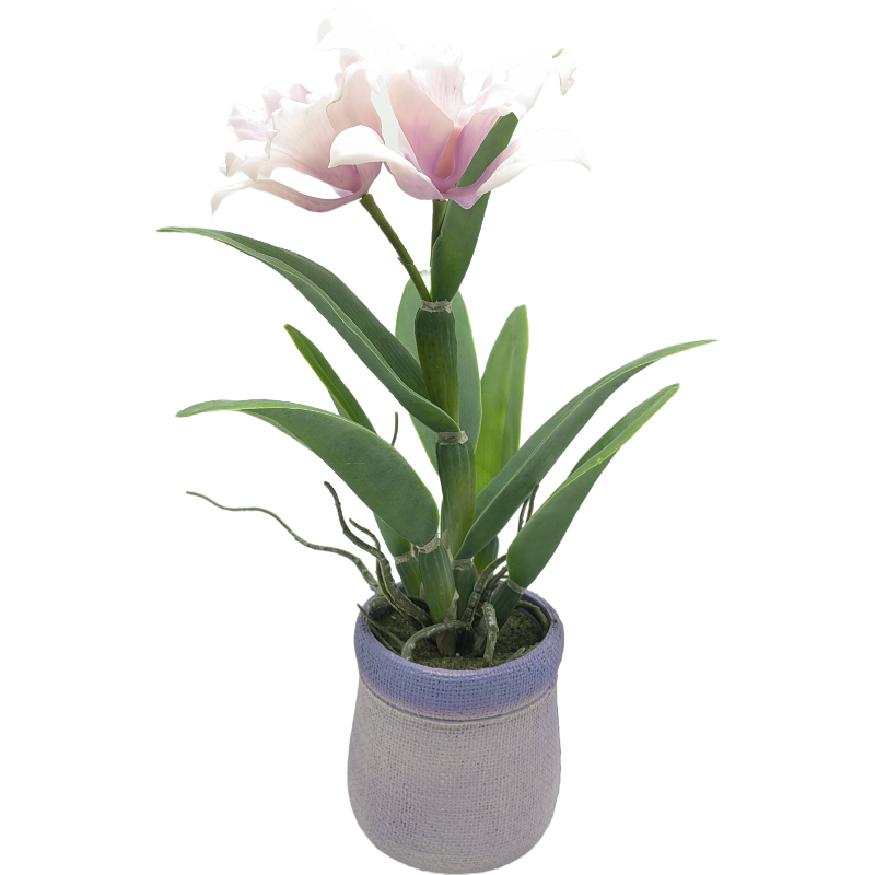 43cm Cattleya in PVC Pot