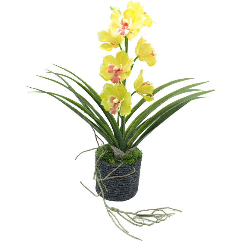 48.5cm Cymbidium in PVC Pot