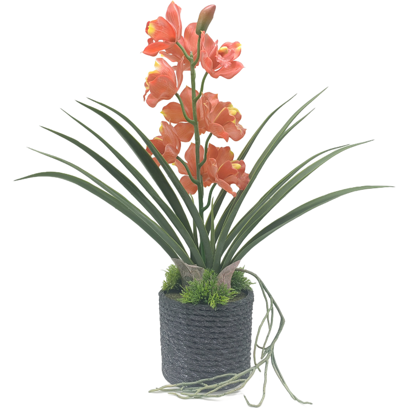 48.5cm Cymbidium in PVC Pot