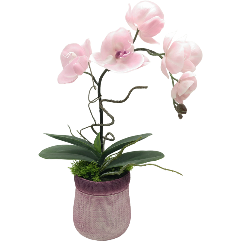 44cm Orchid in PVC Pot