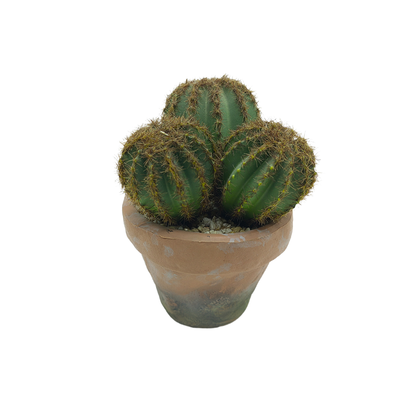 Cactus In EVA Pot