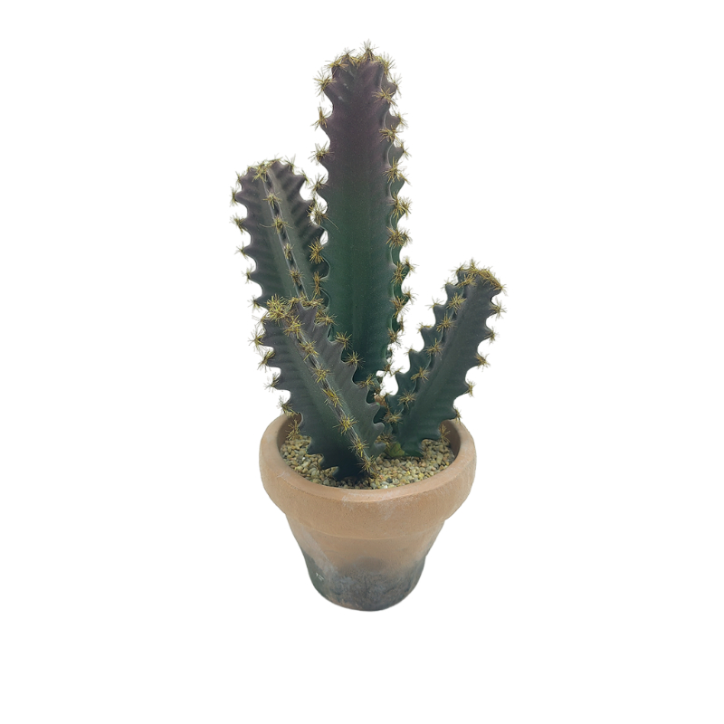 Cactus In EVA Pot