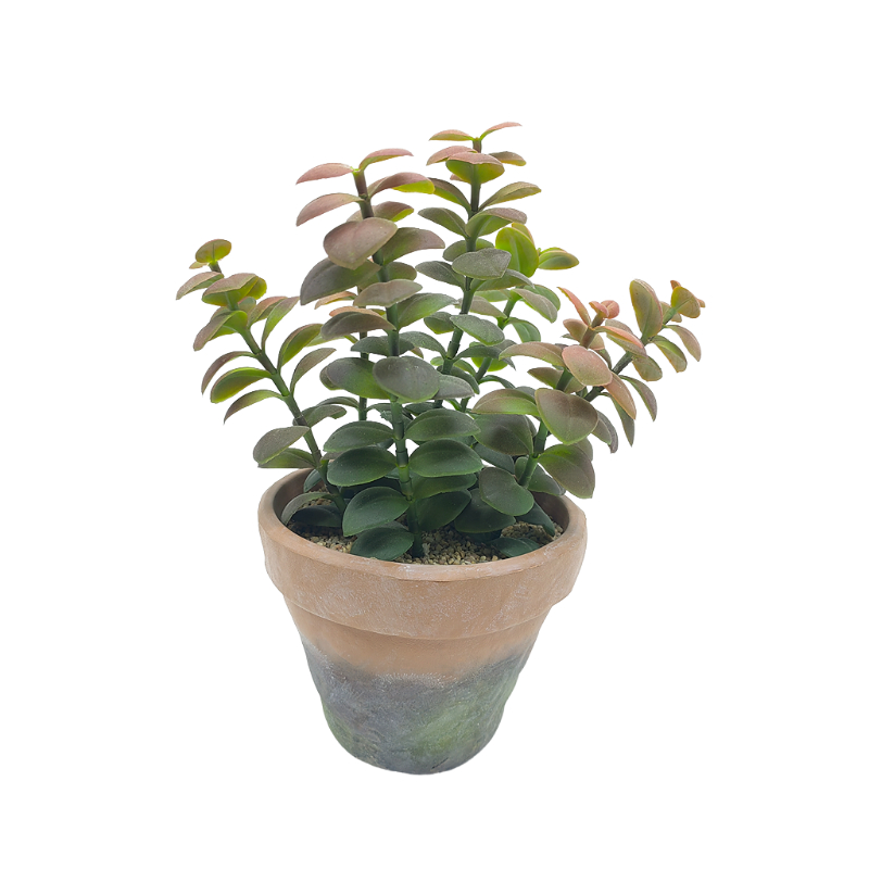 Succulent Plant In EVA Pot