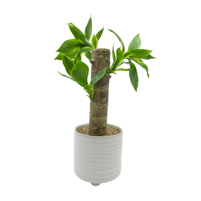 Green Plant In Ceramic Pot