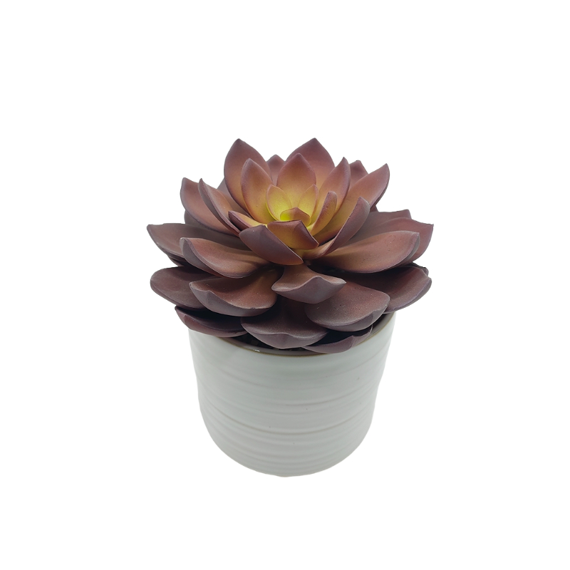 Lotus In Ceramic Pot