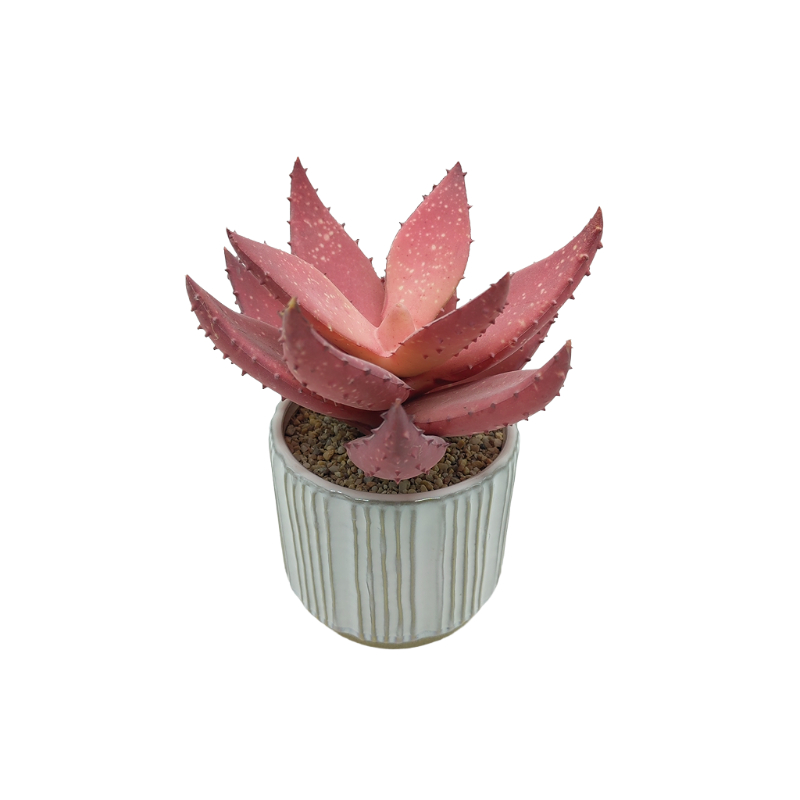 Lotus In Ceramic Pot