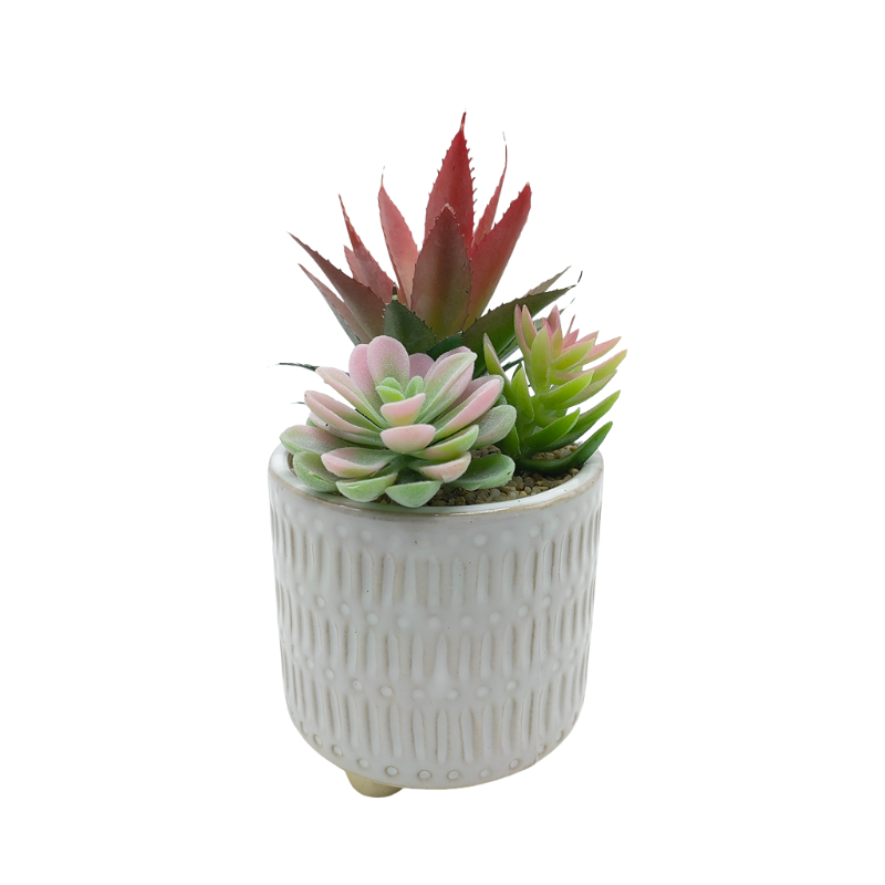 Succulent Garden In Ceramic Pot