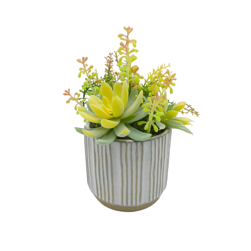 Succulent Garden In Ceramic Pot