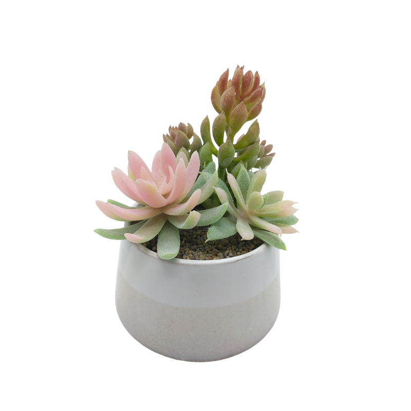 Succulent Garden In Ceramic Pot