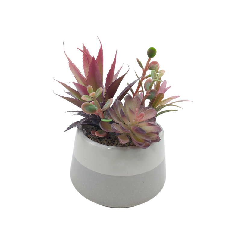 Succulent Garden In Ceramic Pot