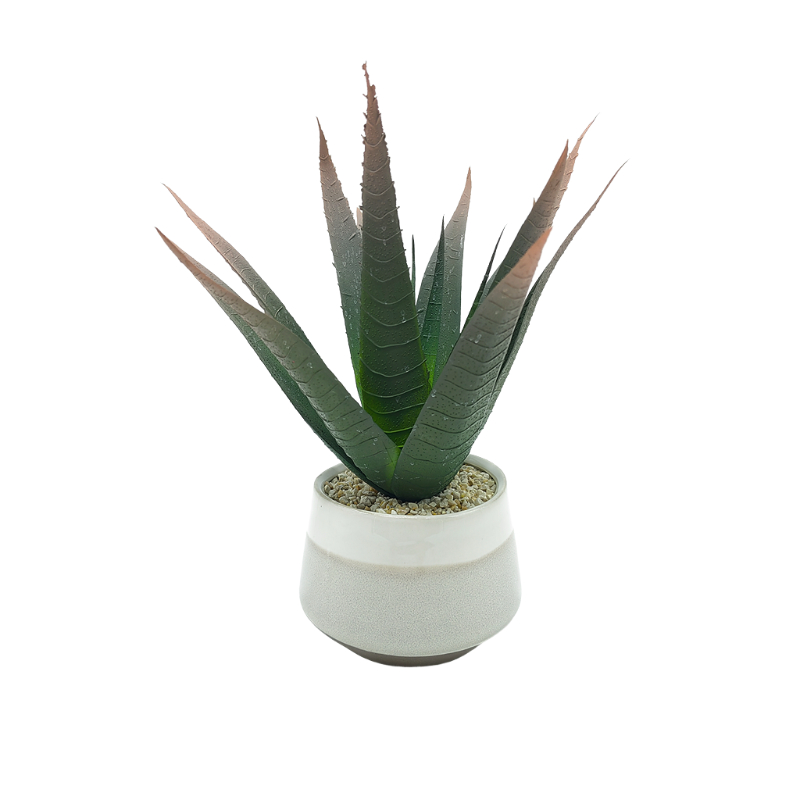 Aloe Vera In Ceramic Pot