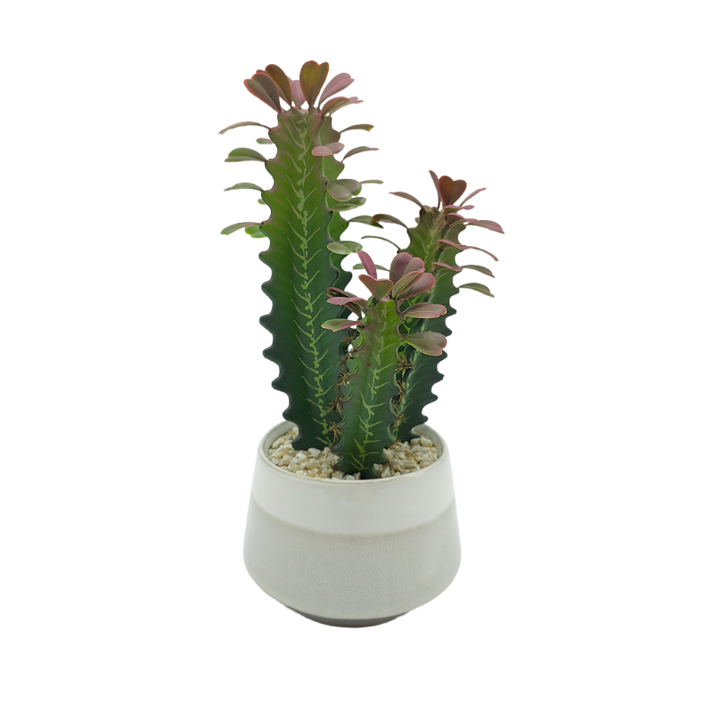 Cactus In Ceramic Pot