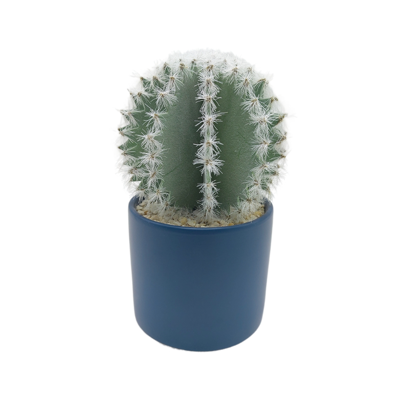 Cactus In Ceramic Pot