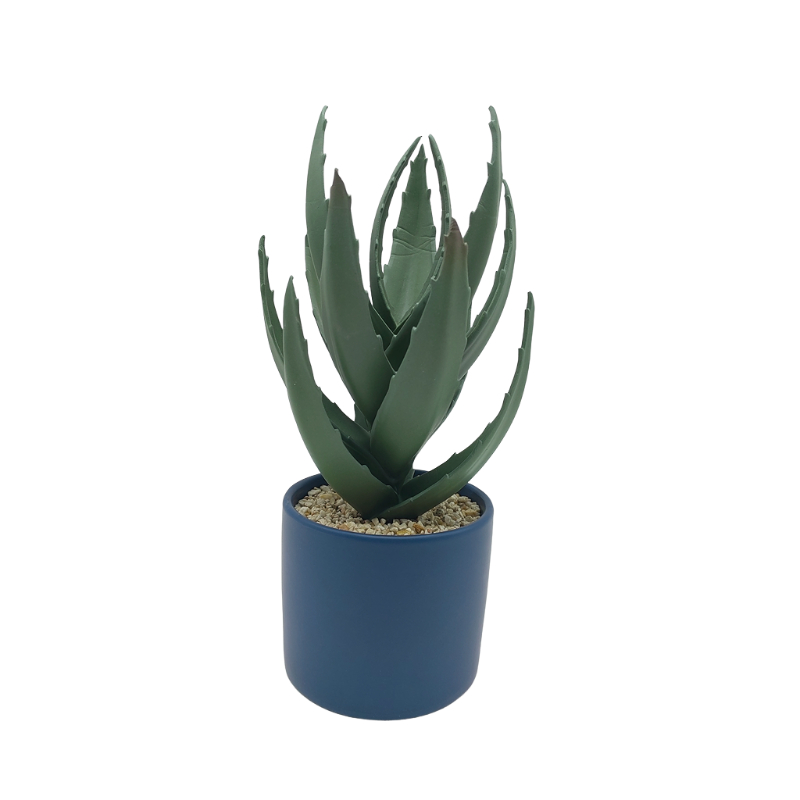 Aloe Vera In Ceramic Pot