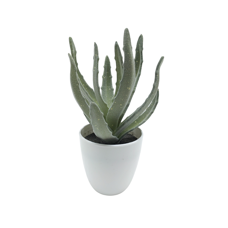 Aloe Vera In Plastic Pot