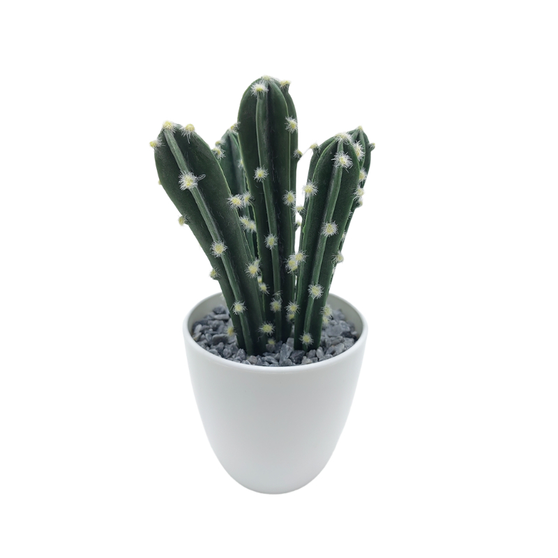 Cactus In Plastic Pot