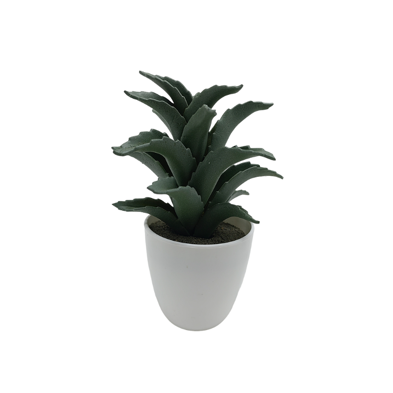 Vera Plant In Plastic Pot