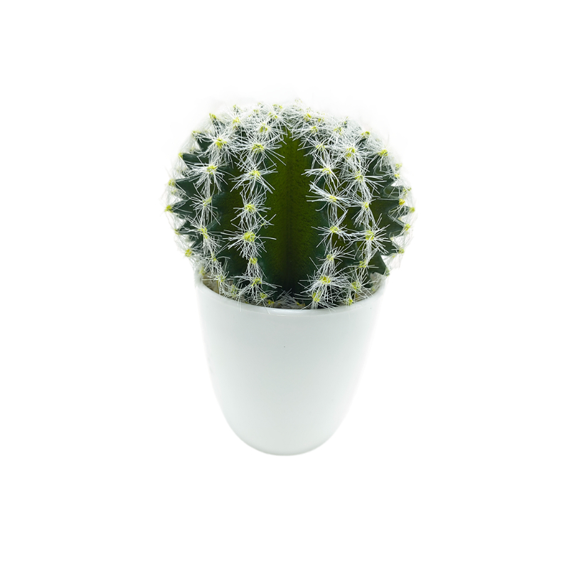 Cactus In Plastic Pot