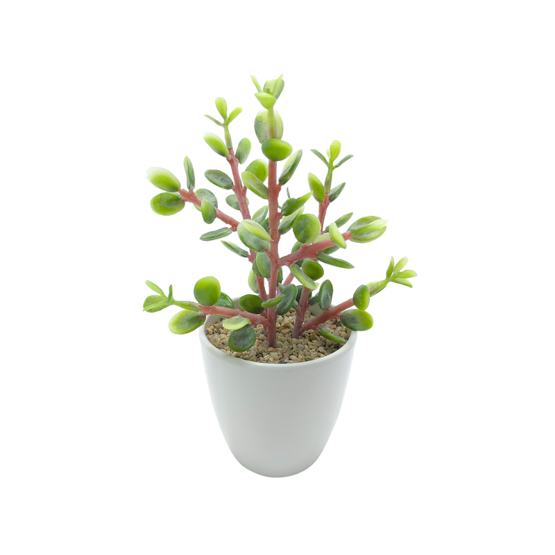 Succulent In Melamine Pot