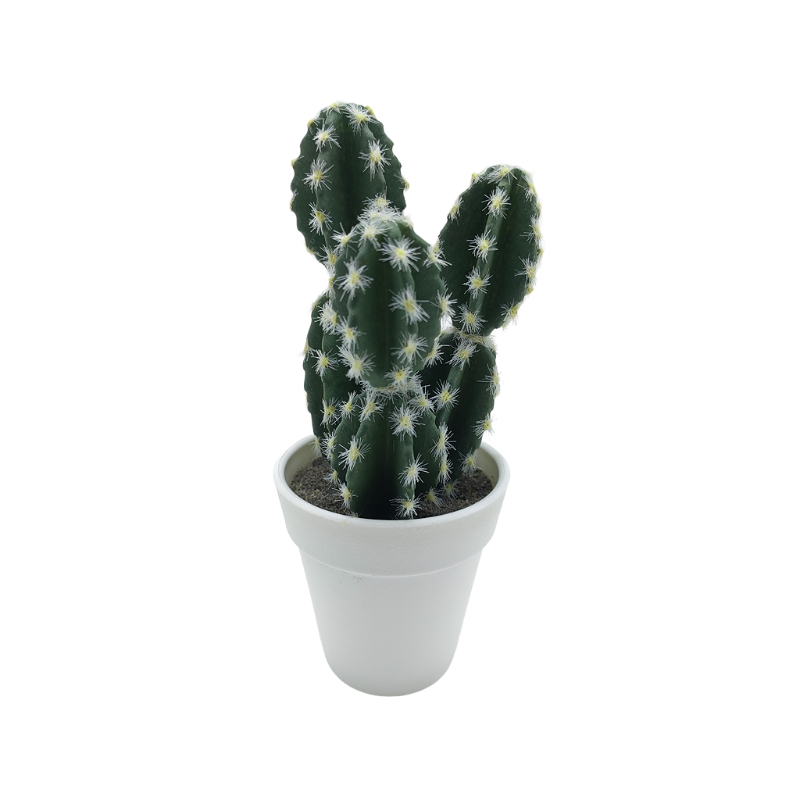 Cactus In Plastic Pot