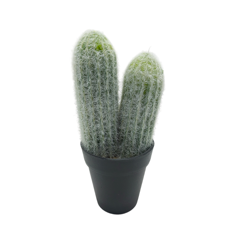 Cactus In Plastic Pot