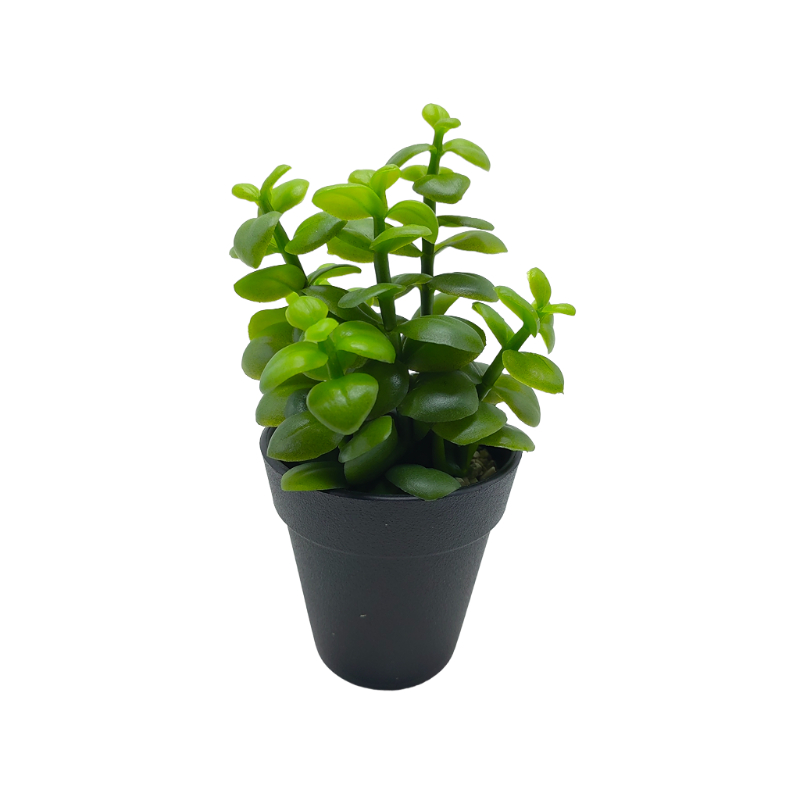 Succulent Green Plant In Plastic Pot