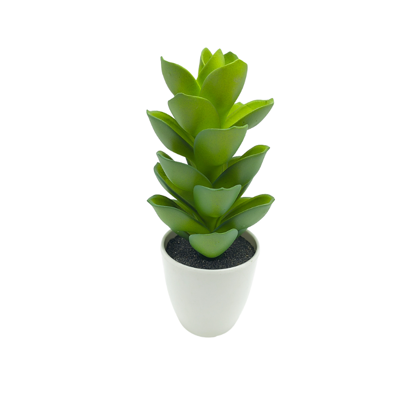 Succulent Green Plant In Plastic Pot